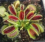 Dionaea Muscipula Giant Clip Venus Fly trap Seeds 300PCS Insectivorous seed Garden Plant Seed Bonsai