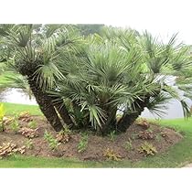 大株　チャメロップス　約150cm 幹太　チャメロプス　55 61VV9vhtd4L._AC_UL210_SR210,