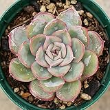 ヘラクレス 7.5cmポット エケベリア Echeveria hercules 福岡県産 多肉植物 多肉 観葉植物 インテリアグリーン 寄せ植えに