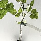 ラズベリー 苗木 グレンアンプル 10.5cmポット苗 2年生苗 ラズベリー苗