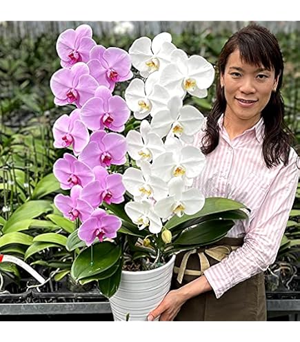 Amazon｜エミリオロバ ファレノプシス 胡蝶蘭 造花 フラワー
