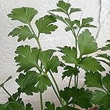 イタリアンパセリ3号ポット 4株セット[料理・染色・共生] ノーブランド品