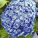 国華園　花木　アジサイ　ホップコーン外　1株【※発送が国華園からの場合のみ正規品です】