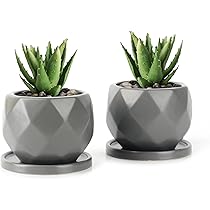 黒色 多肉植物 陶器鉢入り*3 ys-stump_1.jpg