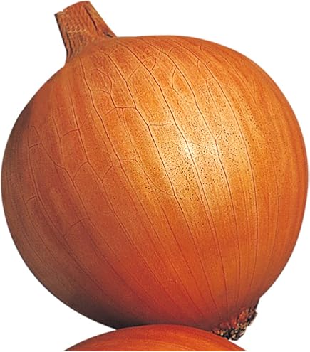 玉葱 Amazon.co.jp: 玉ねぎ苗（超極早生）新春玉葱EX 100本 / 国華園