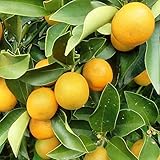 きんかん 苗 【ぷちまるきんかん】 2年生 接ぎ木 ポット苗