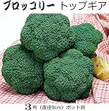 ブロッコリー トップギア 直径9cmポット苗 5ポットセット
