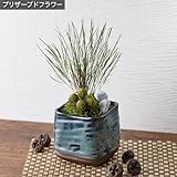 プリザーブド 観葉植物 盆栽 「和風ツリーファーン」 日比谷花壇