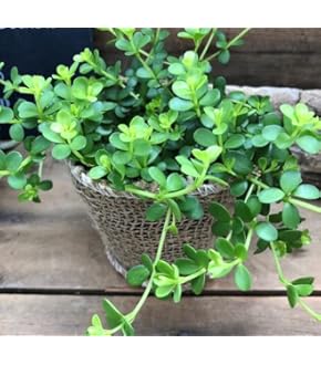 四葉のクロウバー Zippo ジッポー 四つ葉 クローバー 幸運 CLOVER 鏡面 ポリッシュ