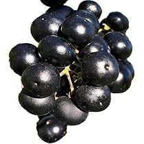 ガーデンハックルベリー　10Kg 楽天市場】ガーデン ハックルベリー 冷凍実 岩手県奥州市産