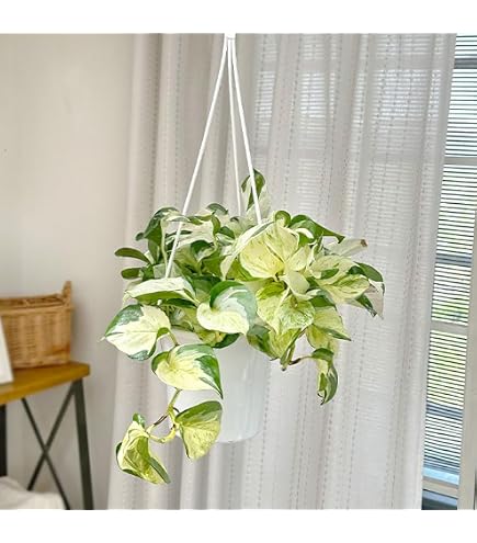 Amazon.co.jp: ポトス フラッシュ 5号吊り鉢 斑入り 観葉植物 枝垂れる