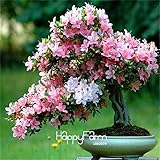 100% Genuine 10 Pcs Cherry blossoms Sakura seeds Perennial like Azalea Flower Seeds easy grow for Ho