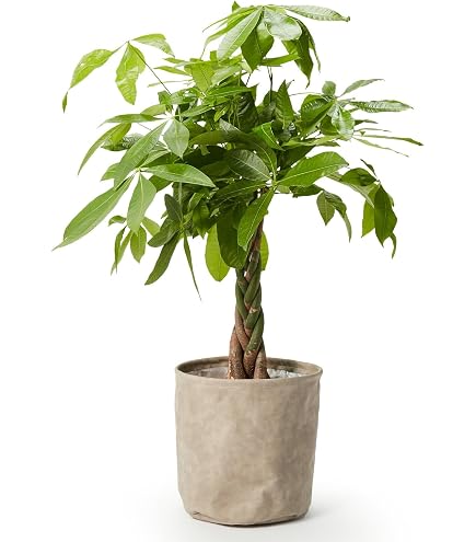 Amazon｜フィカス アルテシマ 実生株 ゴムの木 観葉植物 曲げ中 5号