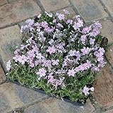 シバザクラ（芝桜）：絞りのマット25cm×25cm　1枚 ノーブランド品