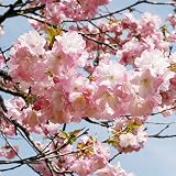 桜(サクラ)苗木 紅豊(ベニユタカ)