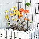 庭木：レンゲツツジ（カバレンゲツツジ）　紅花