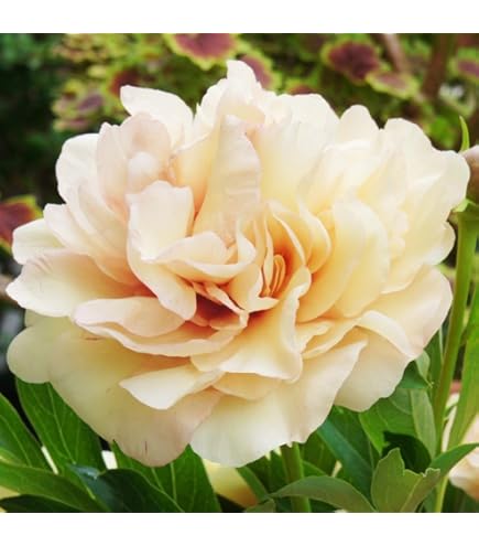 Amazon.co.jp: 芍薬 球根 桃花種 1株 しゃくやく シャクヤク