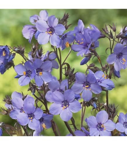 Amazon.co.jp: 宿根草 苗 アストランティア ローマ 10.5cm