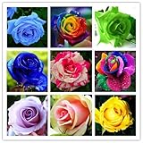 20 kinds mixed 100 rose seeds/pack ,Four Seasons sowing the seeds of perennial flowers, rose flowers