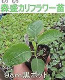 カリフラワー 森盛（もりもり） 9cmポット苗 5ポットセット