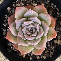 61VrXVO6r9L._AC_UL210_SR210,