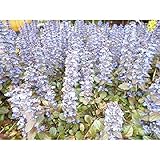 【ノーブランド品】 アジュガ / 9cmポット 20本セット