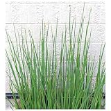(ビオトープ/水辺植物) フトイ(1ポット分) 本州・四国限定[生体]