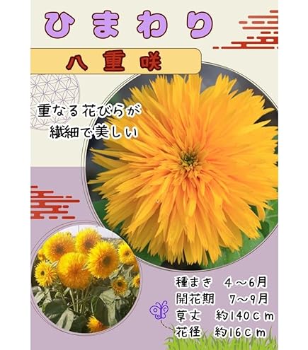 Amazon | 株式会社トーホク 東北八重ひまわり 04153 イエロー | 花