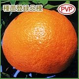 蜜柑(ミカン)苗木　せとか