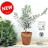 LAND PLANTS オリーブ テラコッタ鉢