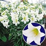 国華園　ユリ　鉄砲ユリ白花　5球【※発送が国華園からの場合のみ正規品です】