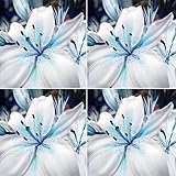 50個の青いまれなユリの球根の種子は、リリウムの花を植えるホームガーデンの装飾 鉢植え、盆栽、ファミリーガーデン(50個)