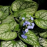 日陰で美しく輝くリーフ ブルネラ(ブルンネラ) ジャックフロスト 直径9cmポット苗