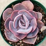 ダスティーローズ 7.5cmポット エケベリア Echeveria 'Dusty Rose' ダスティローズ ダスキーローズ 福岡県産 多肉植物 多肉 観葉植物 インテリアグリーン 寄せ植えに