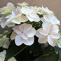 61VxOrMybgS._AC_UL210_SR210,