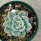 アルフレッドムーンフェアリー 7.5cmポット エケベリア Echeveria alfred(Moon Fairy) 福岡県産 多肉植物 多肉 観葉植物 インテリアグリーン 寄せ植えに