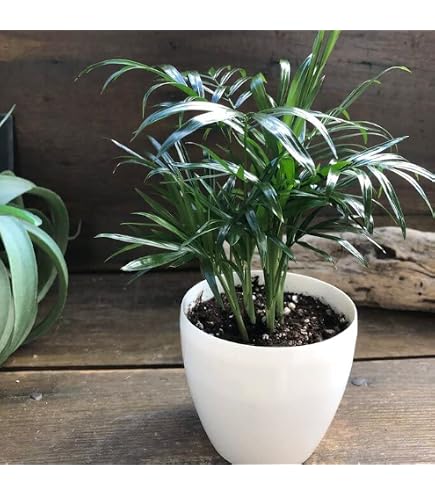 Amazon｜テーブルヤシ 4号｜観葉植物 オンライン通販