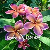 ウェディングパーティーの装飾ロマンスチョコレート用の100pcs種プルメリアハワイのフォームプルメリアの花
