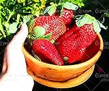 300 Climbing Red Strawberry Seeds very big and delicious ,Heirloom Vegetables and fruit seeds creepe