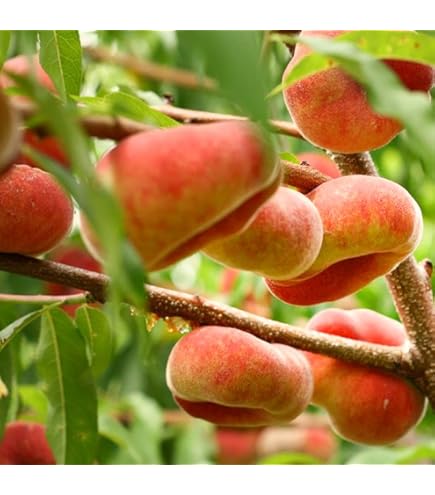 Amazon.co.jp: ライチの取り木苗、ピンクウエイメイ種 : DIY・工具