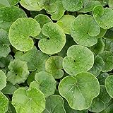 【25ポットセット】 ツワブキ 10.5cmポット つわぶき 苗木 植木 苗 庭木 生け垣