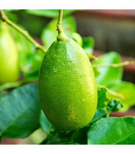 Amazon.co.jp: 庭木・植木 フィンガーライム・リトルルビー / 5寸・約