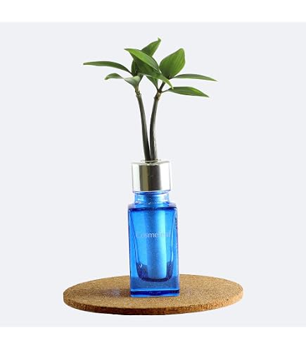 Amazon｜マングローブ オヒルギ 発根あり 苗 観葉植物 海干潟 水槽