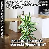 【送料無料】 【人気のライムカラー】 ドラセナ・デレメンシス”レモンライム” 7号 バスケット・受皿付