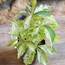 noriさま専用　パリートランカータ斑入り noriさま専用 パリートランカータ斑入り アガベ パリー