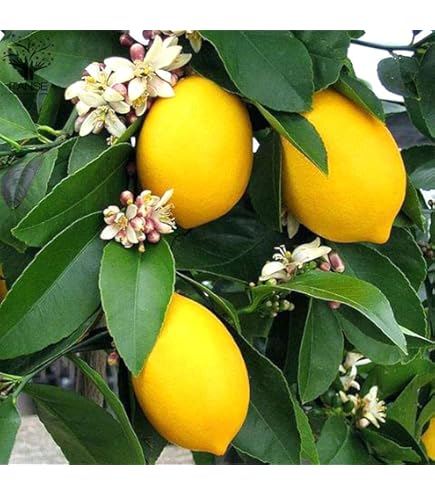 ◾️レモンの木☆ 実付き ◾️レモンの木☆ 実付き