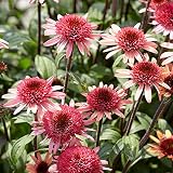【宿根草】エキナセア「ラズベリー・トラッフル」