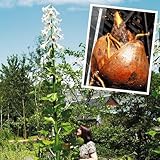 国華園　ユリ　ヒマラヤウバユリ　2球【※発送が国華園からの場合のみ正規品です】