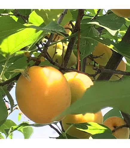 Amazon | 露茜 （つゆあかね） 実梅 《果樹苗》 | 果物
