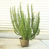 花壇・生垣にぴったりの大きさです！庭木・植木：ローズマリー*（ろーずまりー）（立ち性）大株！